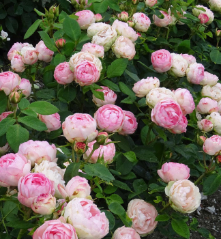 Ruža ve¾kokvetá kríková ´LOVELY ROKOKO®´ Tantau, kont. 6 l