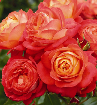 Ruža mnohokvetá ´MIDSUMMER®´ ** Tantau, kont. 6 l