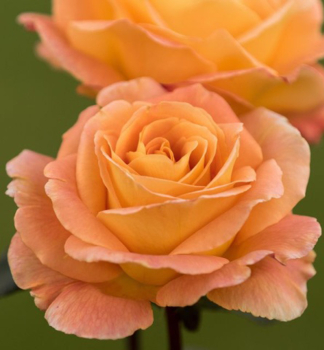 Ruža veľkokvetá kríková ´WHISKY®´ Tantau, kont. 6 l
