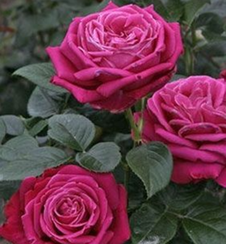 Ruža veľkokvetá kríková ´SENTEUR ROYALE®´ Tantau, kont. 6 l