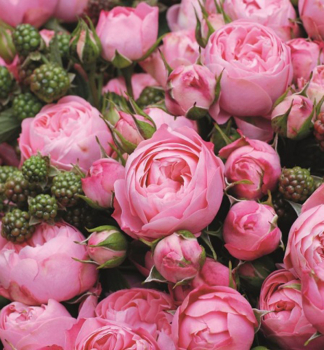 Ruža mnohokvetá ´PLAYFUL ROKOKO®´ Tantau, kont. 6 l