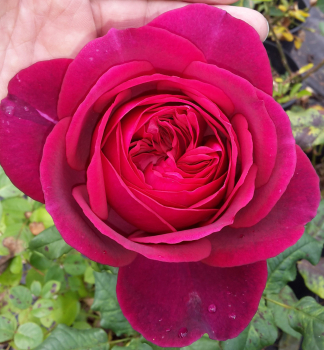 Ruža ve¾kokvetá kríková ´GOETHE-ROSE®´ ***** Tantau, kont. 6 l