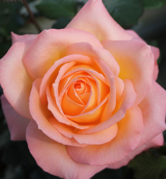 Ruža ve¾kokvetá kríková ´FROHSINN 82®´ Tantau, kont. 6 l