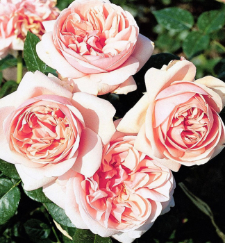 Ruža veľkokvetá kríková ´APHRODITE®´ * Tantau, kont. 6 l