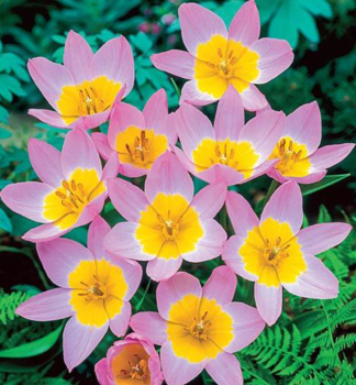 Tulipán botanický ´BAKERI LILAC WONDER´ 5 ks v balení 