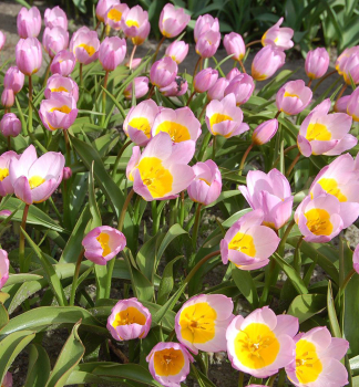Tulip�n botanick� �BAKERI LILAC WONDER� 10 ks v balen�