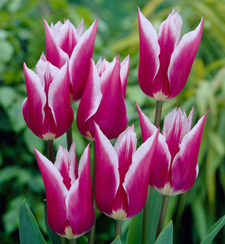 Tulipán ´CLAUDIA´ 5 ks v balení