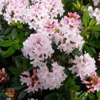 Rododendron drobnolist BLOOMBUX PINK 20-30 cm, kont. 2 l