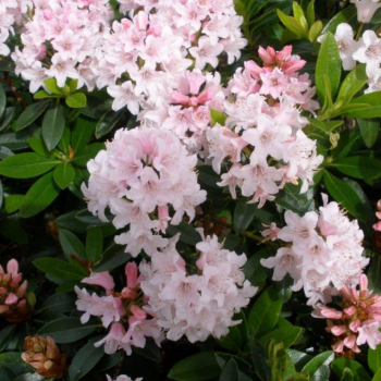 Rododendron drobnolist� �BLOOMBUX� PINK� 20-30 cm, kont. 2 l