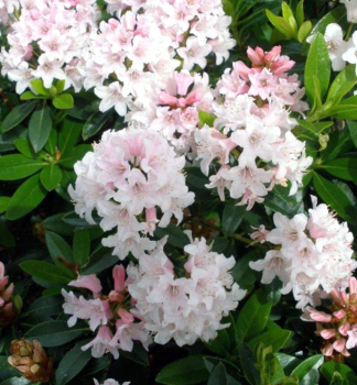 Rododendron drobnolist� �BLOOMBUX� PINK� 20-30 cm, kont. 2 l
