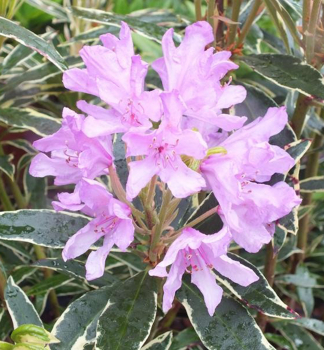 Rododendron ´VARIEGATUM´ 30-40 cm, kont. 3 l