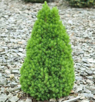 Smrek biely �ZUCKERHUT� 20-30 cm, kont. 3 l