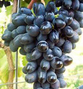 Vini� stolov� bezsemenn� �BLACK PEARL� 30-40 cm, kont. 2 l