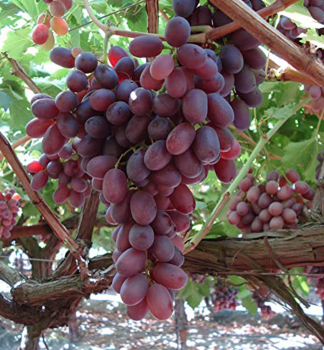 Vini� stolov� bezsemenn� ru�ov� �CRIMSON�, 30-40 cm, kont. 2 l