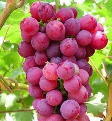 Vini� stolov� �RED GLOBE� 30-40 cm, kont. 2 l