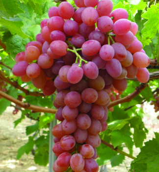 Vini� stolov� bezsemenn� ru�ov� �SUPERNOVA� 30-40 cm, kont. 2 l