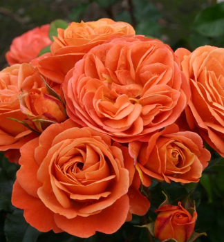 Ruža mnohokvetá ´PHOENIX®´ ** ADR Kordes, kont. 2 l
