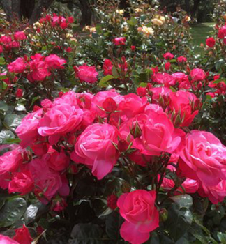 Ruža kríková ´ENJOY®´ * ADR, Kordes 2019, 30-40 cm, kont. 2 l
