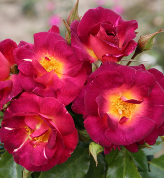 Ruža kríková ´ILE DE FLEURS´ *** ADR 50-60 cm, Kordes 2000, kont. 2 l