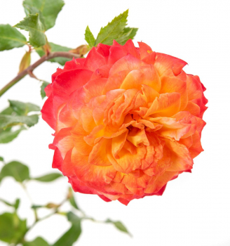 Ruža mnohokvetá ´METEOR®´ ** Kordes 2019, 30-40 cm, kont. 2 l