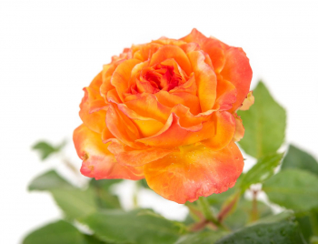 Ruža mnohokvetá ´METEOR®´ ** Kordes 2019, 30-40 cm, kont. 2 l