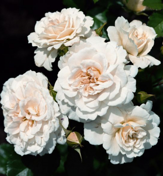 Ruža mnohokvetá ´PETTICOAT®´ *** ADR, Kordes 2004, 40-50 cm, kont. 2 l