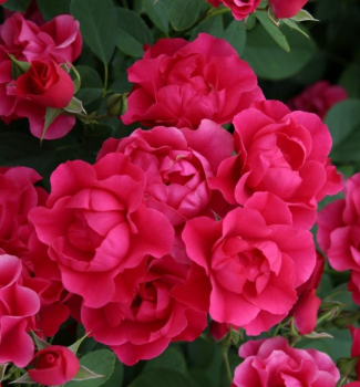 Ruža mnohokvetá ´PINK FOREST ROSE®´ * ADR, kont. 2 l