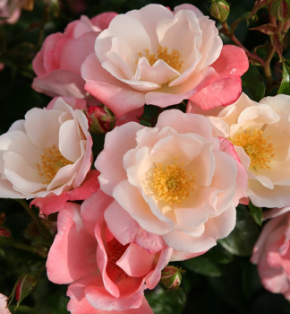 Ruža mnohokvetá ´ROSEROMANTIC®´ **  Kordes 2014, 40-50 cm, kont. 2 l