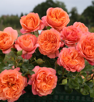 Ruža mnohokvetá ´CORAL LIONS-ROSE®´ ** ADR, Kordes 2019, kont. 2 l
