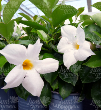 Obr�zok (8)