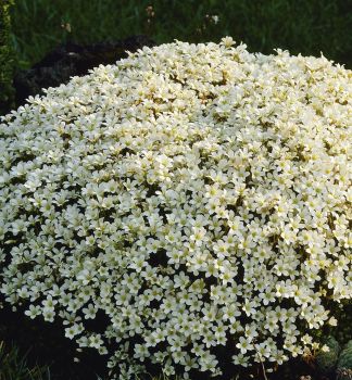 Lomikame� Arendsov �ALBA�, kont. 1 l