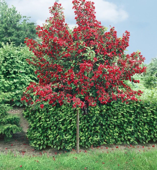 Vajgela kvetnat� �BRISTOL RUBY� na kmienku 120 cm, kont. 12 l