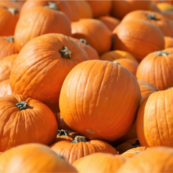 TEKVICA �MAGICIAN F1� (Halloweensk�) kont. 0,5 l