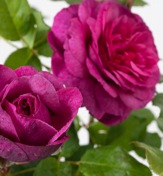 Ruža mnohokvetá kríková ´KAFFE FASSETT®´ **** 40-50 cm, kont. 2 l