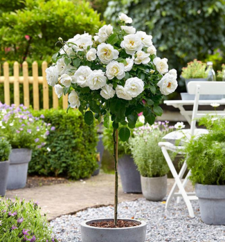 Ruža stromčeková ´BIELA´ na kmienku 100-110 cm, kont. 4 l