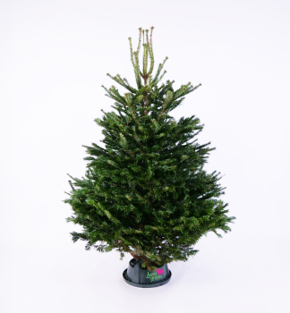 Jeda normandsk PREMIUM, rezan 150-170 cm