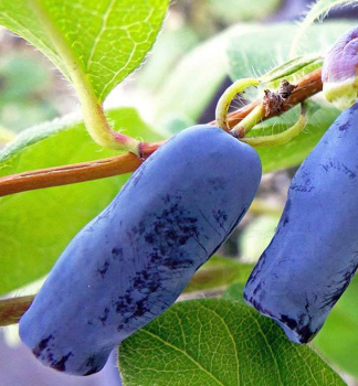 Zemolez kam�atsk� �FIALKA�, 10-15 cm, kont. 1,6 l