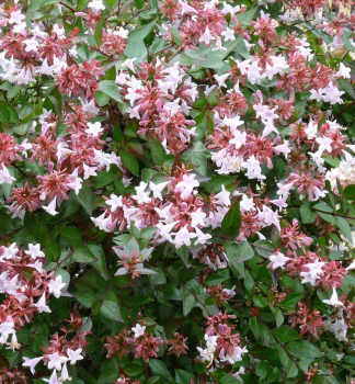 Ab�lia ve�kokvet� �SHERWOOD� 20-30 cm, kont. 3 l