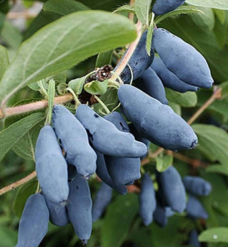 Zemolez kam�atsk� �LENINGRADSKIJ VELIKAN� 30-40 cm, kont. 2,5 l