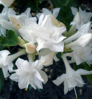 Azalka veľkokvetá ´WHITETHROAT´ 40-50 cm, kont. 5 l