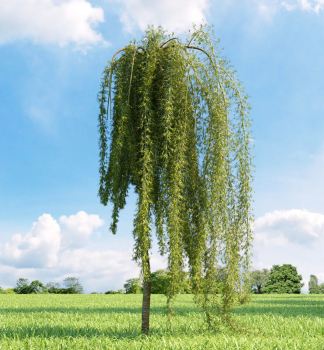 Karagana stromovit� �PENDULA� na kmienku 180 cm, kont. 15 l