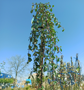 Skalnk Dammerov MAJOR na kmienku 60 cm, kont. 4 l