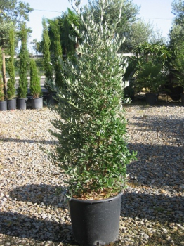 Olivovník európsky ´CIPRESSINO´ 70-80 cm, kont. 7 l
