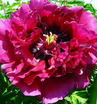 Piv�nia drevit� �LUO YANG HONG�, kont. 1 l