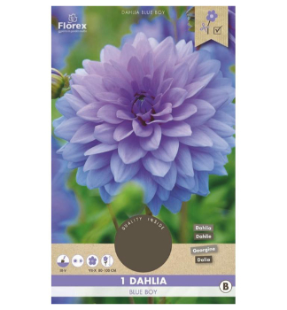 Cibule - Georg�na 'BLUE BOY', 1ks v balen�