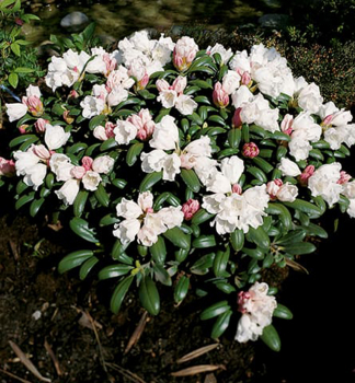 Rododendron jakušimský ´SCHNEEKISSEN´ 15-20 cm, kont. 5 l