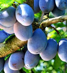 Slivka neskor� �BYSTRICK�� podp. 29C, 200-220 cm, vo�nok.