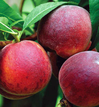 Brosky�a �HARROW BEAUTY� podp. Rakoniewicka, 170-190 cm, kont. 5 l