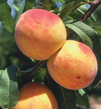 Brosky�a �RELIANCE�, podp. Rakonieviczk�, vo�nok.