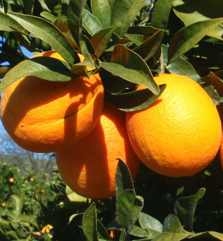 Pomarančovník ´WASHINGTON NAVEL´ 50-70 cm, kont. 2 l